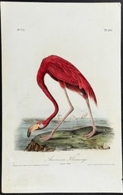 Audubon - American Flamingo. 375