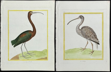 Martinet - 10 Bird Engravings: Woodcock, Curlew, & Courlan or Limpkin