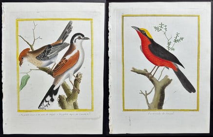 Martinet - 8 Bird Engravings: Shrike, Sparrow, Flycatcher