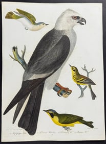 Wilson - Mississippi Kite & Warblers: Tennessee, Kentucky, & Prairie. 25