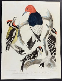 Wilson - Woodpeckers: Red-headed, Yellow-bellied, Hairy, & Downy. 9
