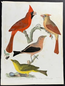 Wilson - Cardinal Grosbeak, Red Tanager. 11