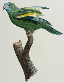 Barraband - Parrot. 57