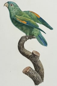 Barraband - Parrot. 58