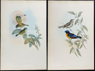 Gould - 5 Bird Lithographs (Allotrius Niltava, Zosterops)