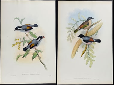 Gould - 3 Bird (Pteruthius) Lithographs