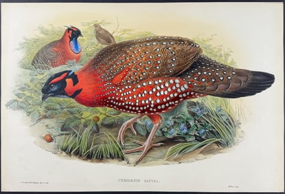 Gould - Nepaulese Horned Pheasant