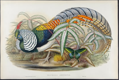 Gould - Lady Amherst's Pheasant