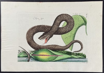 Catesby - Brown Viper with Colocasia. 45