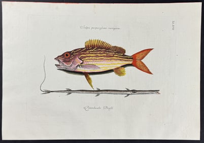 Catesby - Lane Snapper & Tobacco-Pipe Fish. 17