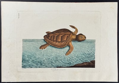 Catesby - Loggerhead Turtle. 40