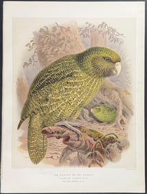 Buller, New Zealand - The Kakapo or Owl Parrot
