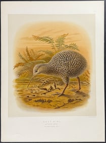 Buller, New Zealand - Grey Kiwi