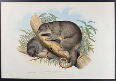 Gould, Australia - Short-tailed Cuscus