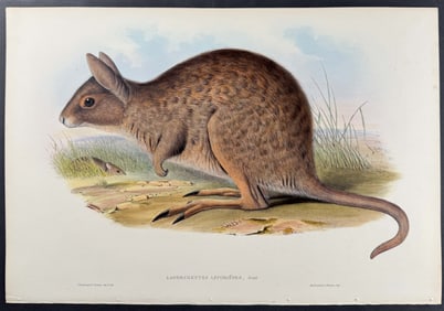 Gould, Australia - Hare Kangaroo