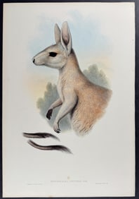 Gould, Australia - Northern Nail-tail Wallaby