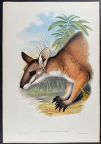 Gould, Australia - Black-striped Wallaby