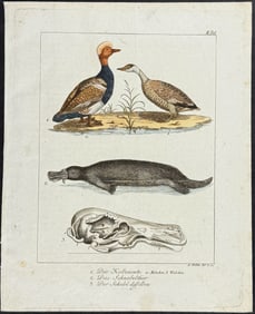Wolf & Bock - Platypus & Ducks