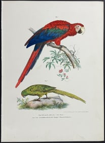 Fitzinger - Scarlet Macaw, Ground Parrot