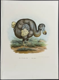 Fitzinger - Dodo Bird