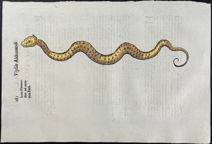 Aldrovandi, pub. 1640 - Dragon or Serpent