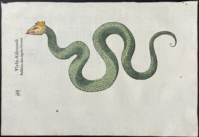 Aldrovandi, pub. 1640 - Dragon or Serpent