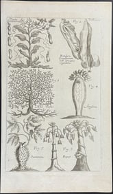 Zahn - Carnivorous Pitcher Plants, Tree, Papaya, Salmonberry