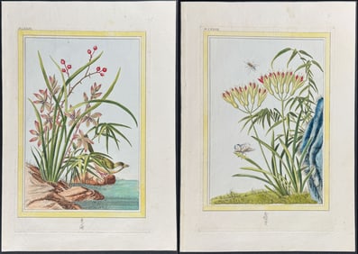 Buchoz - Pair of Engravings of Botanicals with Bird, Insects