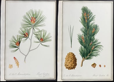 Four Original Watercolors of Pines (Pinus) after Ledel, Franz, & Herz for Pallas & Jacquin