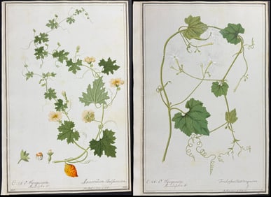 Five Original Watercolors of Vines (Momordica, Bryonia, Trichosanthes) after Ledel & Ledelmaier