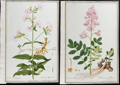 Three Original Watercolors of Soapwort (Saponaria) & Gas Plant (Dictamnus) after Ledel & Ledelmaier