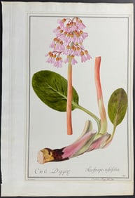 Original Watercolor of Saxifraga crassifolia after Ledelmaier for Curtis (according to Linnaeus
