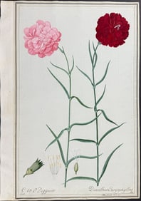 Original Watercolor of Carnation (Dianthus Caryophyllus) after Ledel for Blackwell (according to