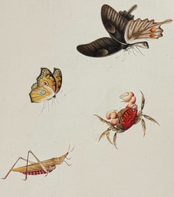Original Watercolor of Butterflies, Crab, & Locust or Insect