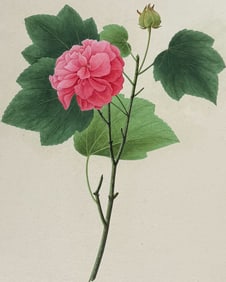 Original Watercolor of Confederate Rose (Hibiscus mutabilis)