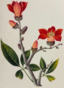 Original Watercolor of Camellia