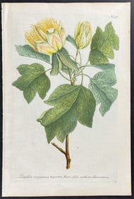 Weinmann - Tulip Tree Blossom. 998
