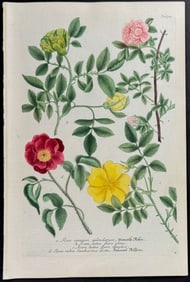 Weinmann - Roses. 870