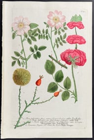 Weinmann - Roses. 871