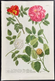 Weinmann - Roses, Fruit of the Holm Oak. 868