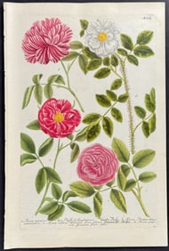 Weinmann - Roses. 869