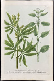 Weinmann - Marijuana, Cannabis. 299