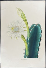 Lemaire & Maubert - Cactus - Cereus Perrotetianus