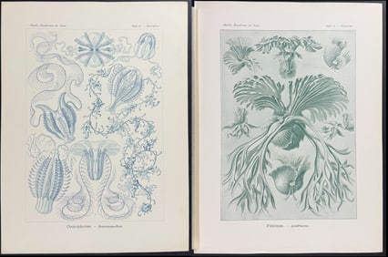 Haeckel - 6 Natural History Prints