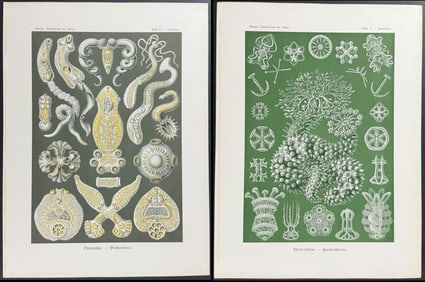 Haeckel - Pair of Natural History Prints