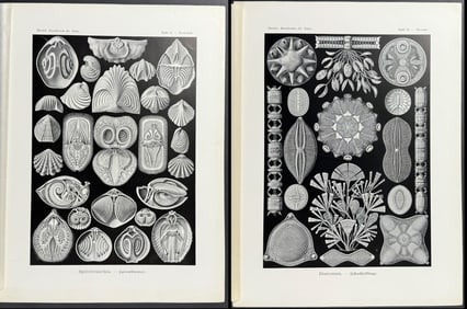 Haeckel - 3 Natural History Prints
