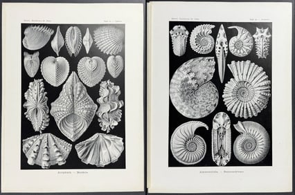 Haeckel - Pair of Natural History Prints
