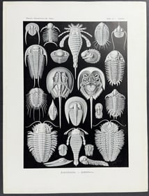 Haeckel - Aspidonia. 47
