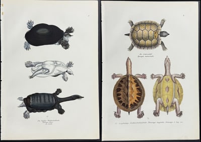 Schinz - Pair of Turtle or Tortoise Lithographs