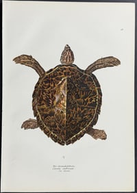 Schinz - Sea Turtle or Tortoise. 10